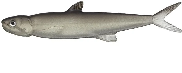 Cena promocyjna Evergreen Przynęta Guma Last Ace 168mm #57 Trick Shad